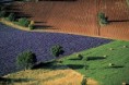 /album/galerie-de-photos/vaucluse-jpg/